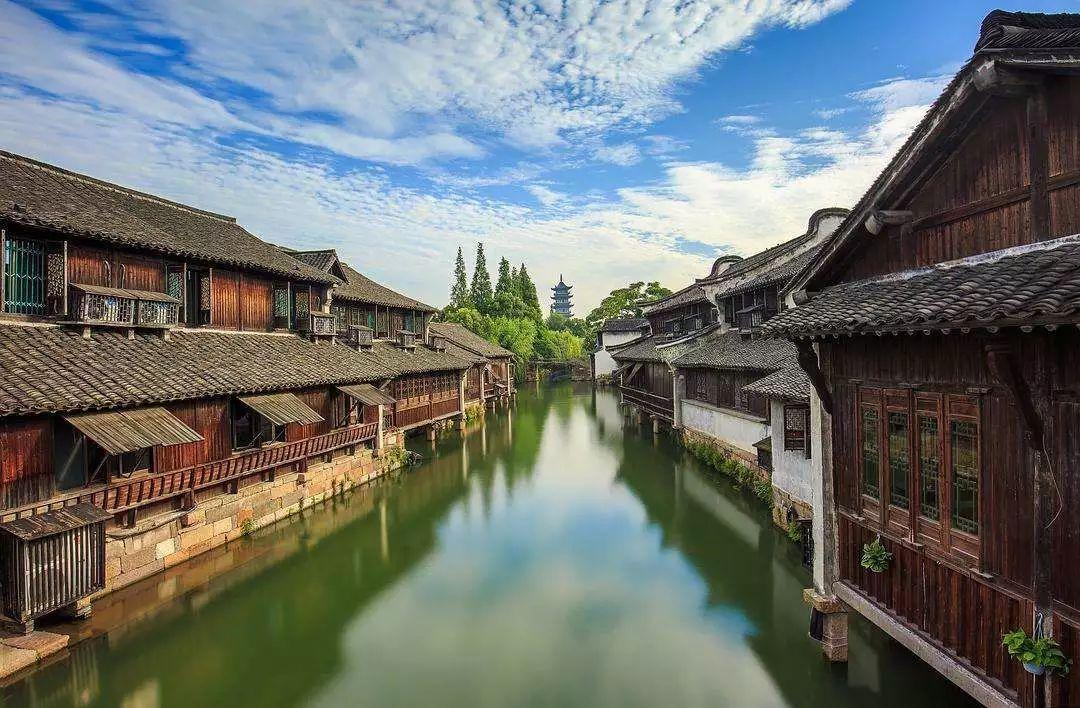 怎样防治月季花出现黄叶？游戏画面
